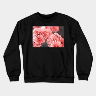 Charming rose color Chrysantemums blossom photography Crewneck Sweatshirt